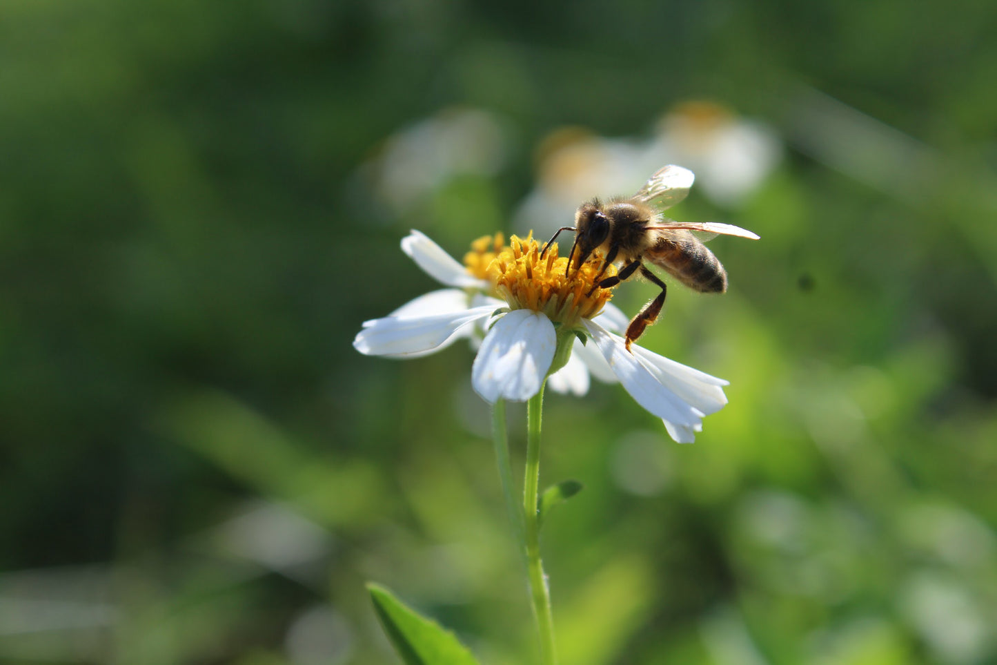 “Hard Work Pays Off” Print