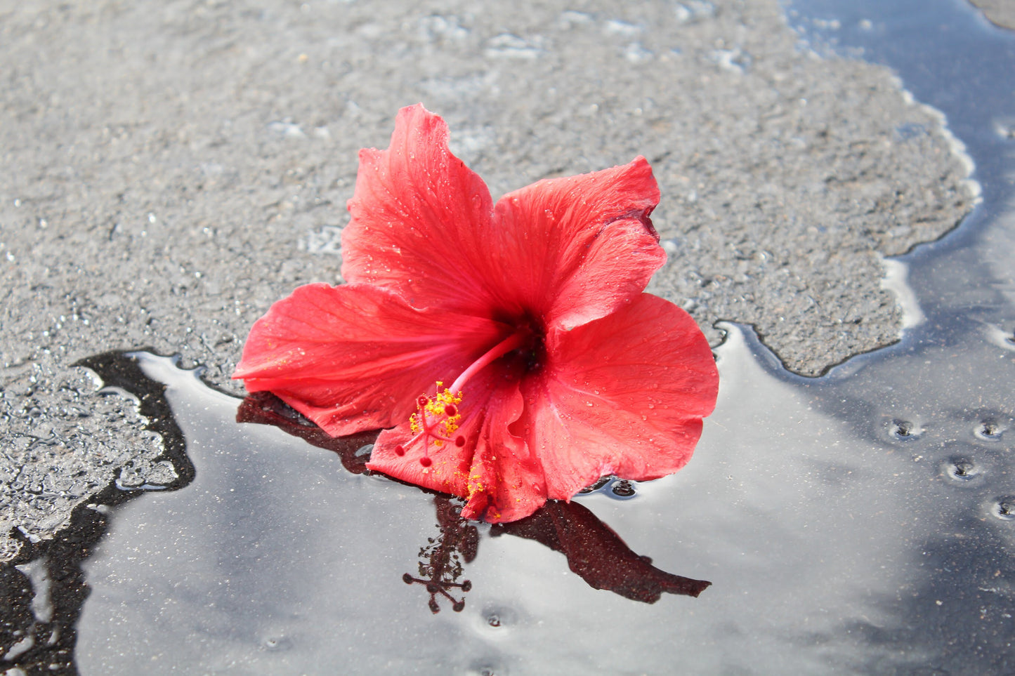“Hibiscus Kiss” Print